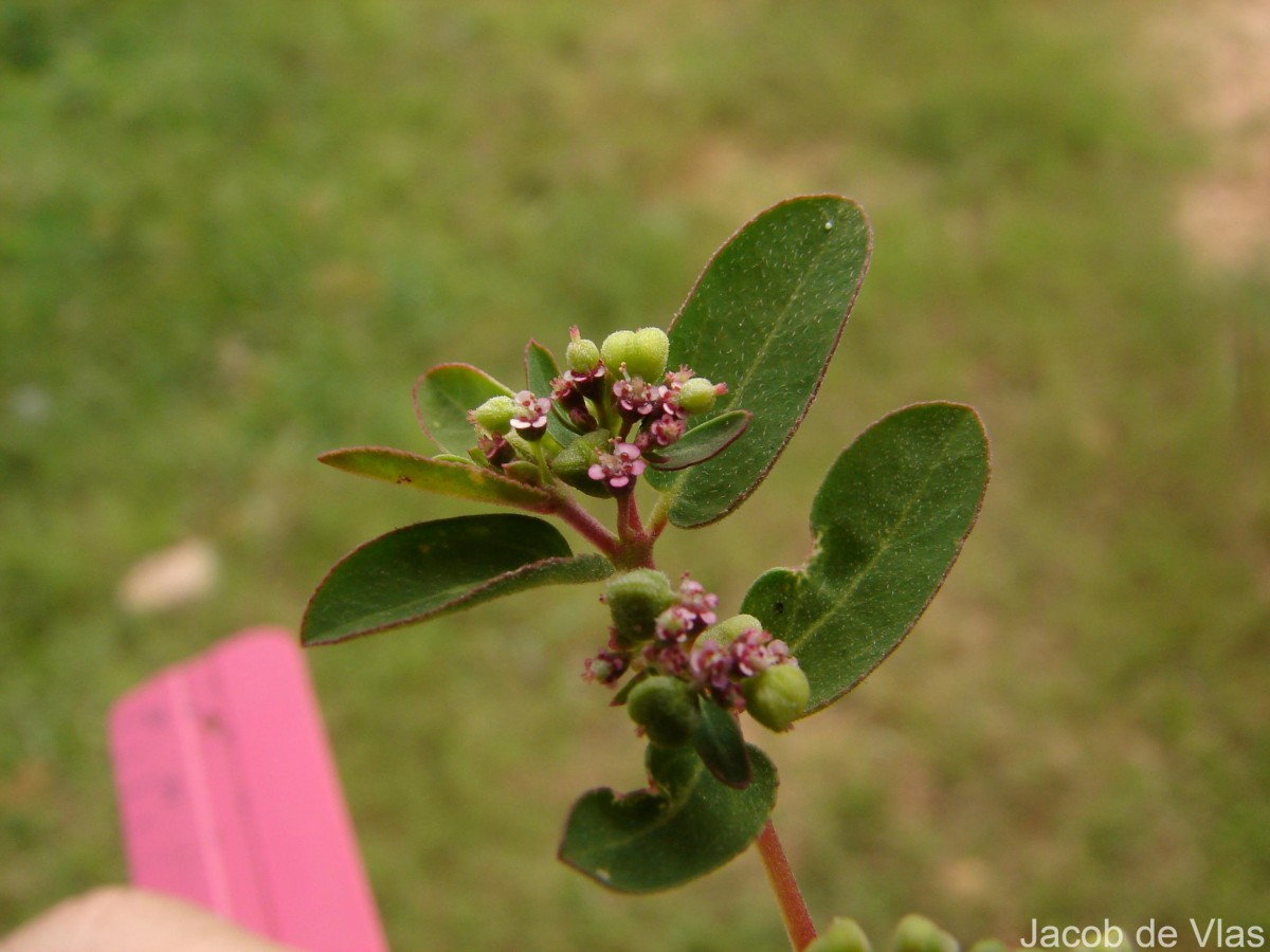 Euphorbia indica Lam.